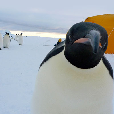 Penguin close up