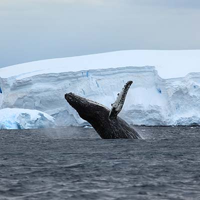whale