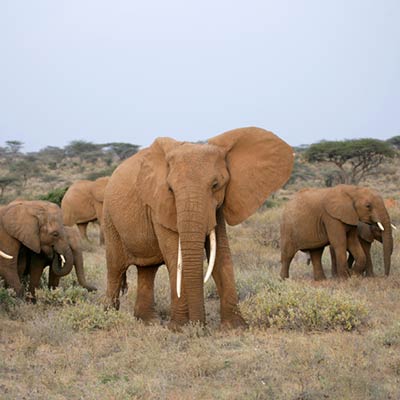 kenya elephants