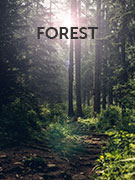 Forest vacations Forest vacations