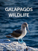 Galapagos wildlife guide