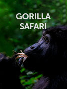 Gorilla safaris vacations