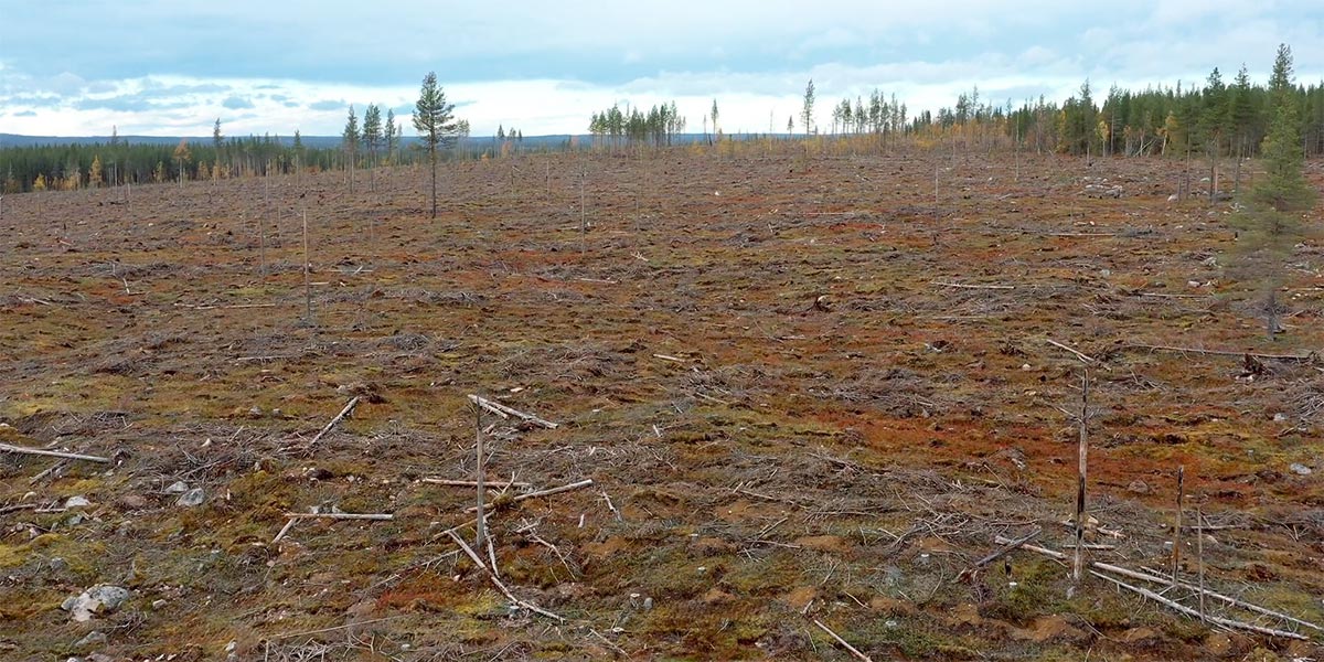 A forest in Sweden showing the effects of large scale timber cutting