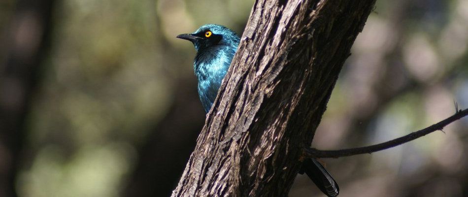 Guma Lagoon bird in Botswana