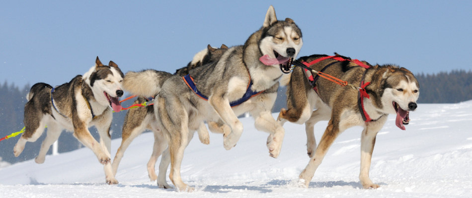 Dog sled