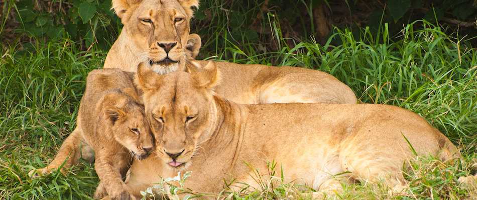Lions
