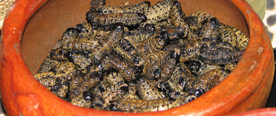 Mopane worms