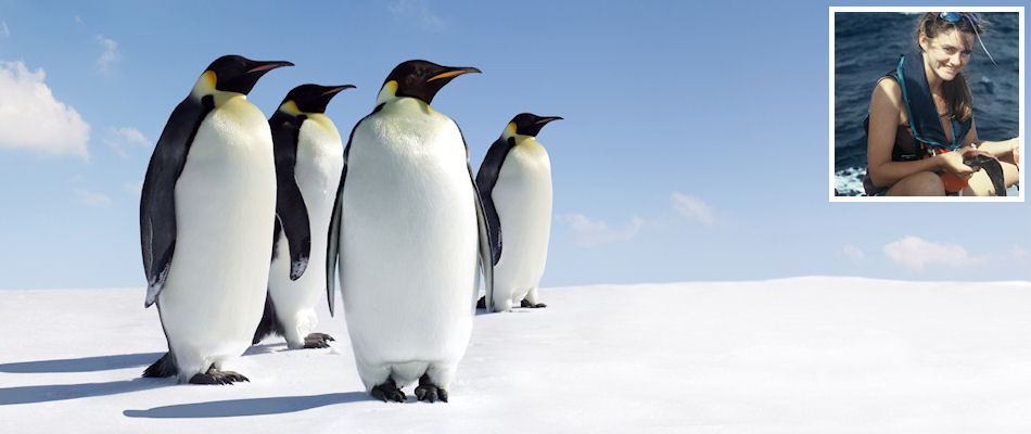 Penguins and (inset) Charlotte Caffrey