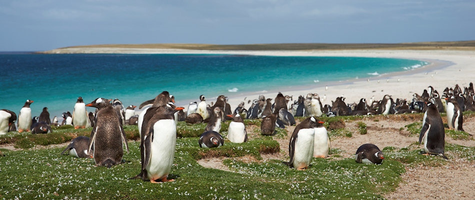Penguins