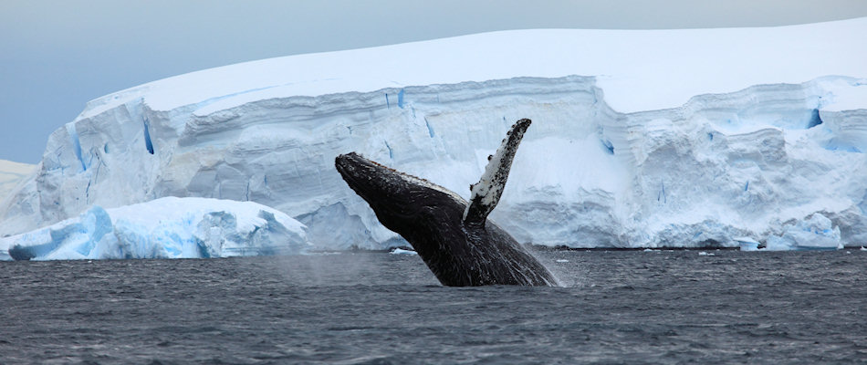 Whale