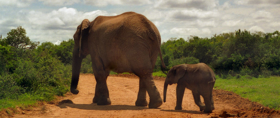 Watching elephants