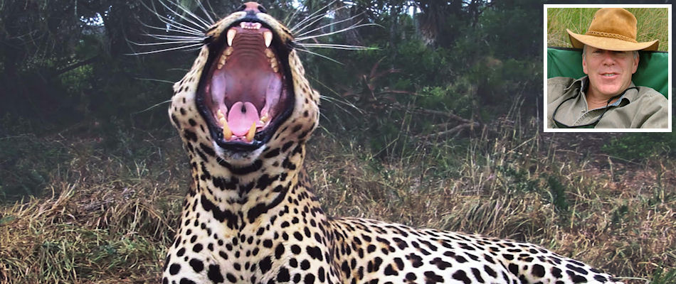 Leopard yawning and (inset) Will Fox