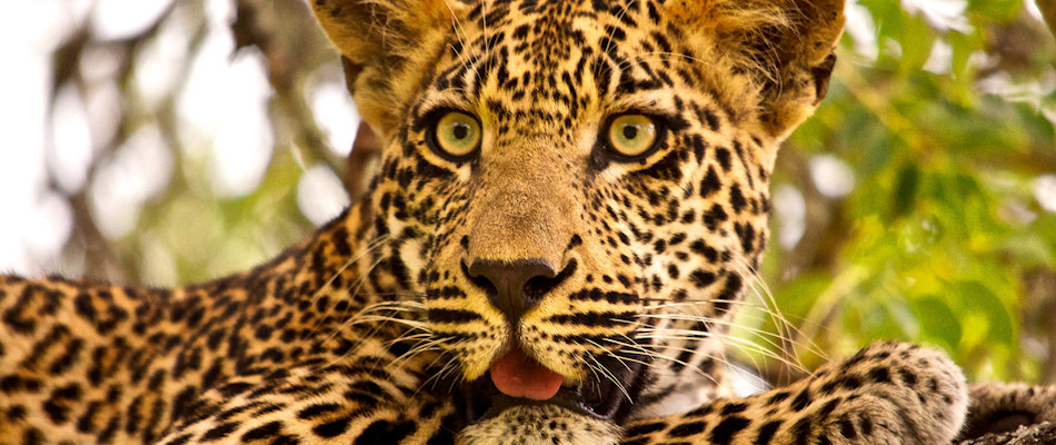 Leopard