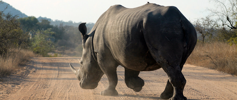 Rhino running in the opposite direction