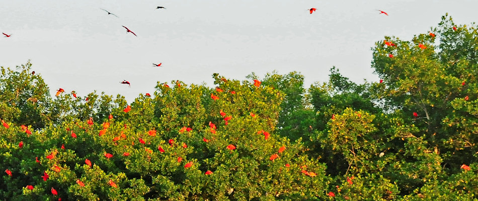 Scarlet ibis