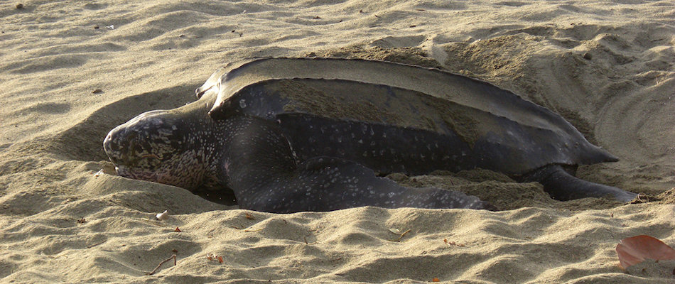 A leatherback turtle laying her eggs