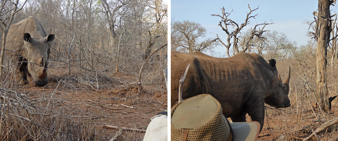 Close up to the white rhino