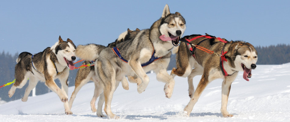 Husky dog team