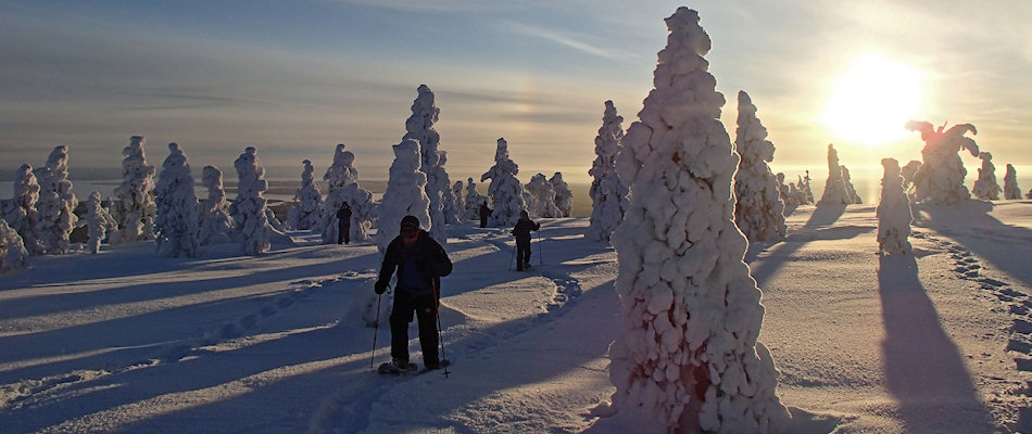 'Tykky' snow-caked trees in Riisitunturi National Park