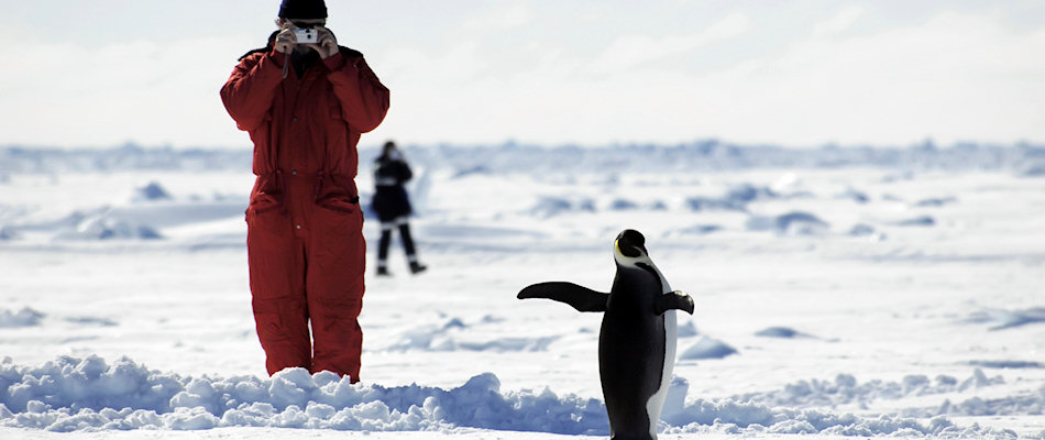 Penguin