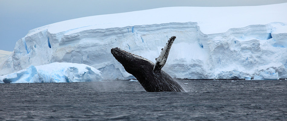 Whale