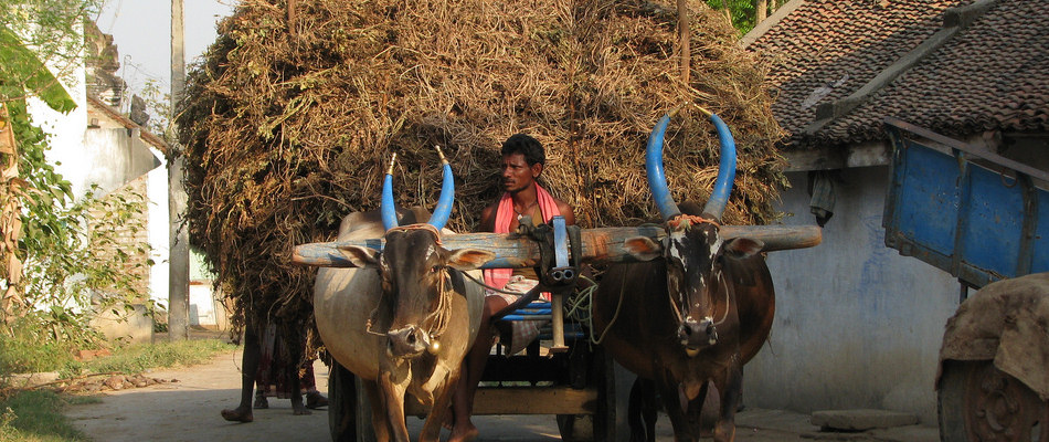 Bullock cart
