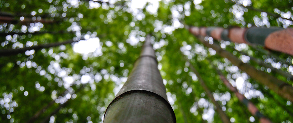 Bamboo forest