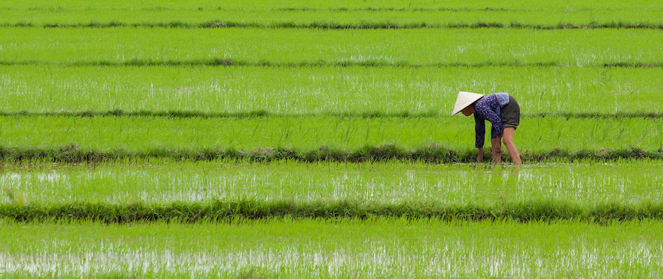 Paddy Field