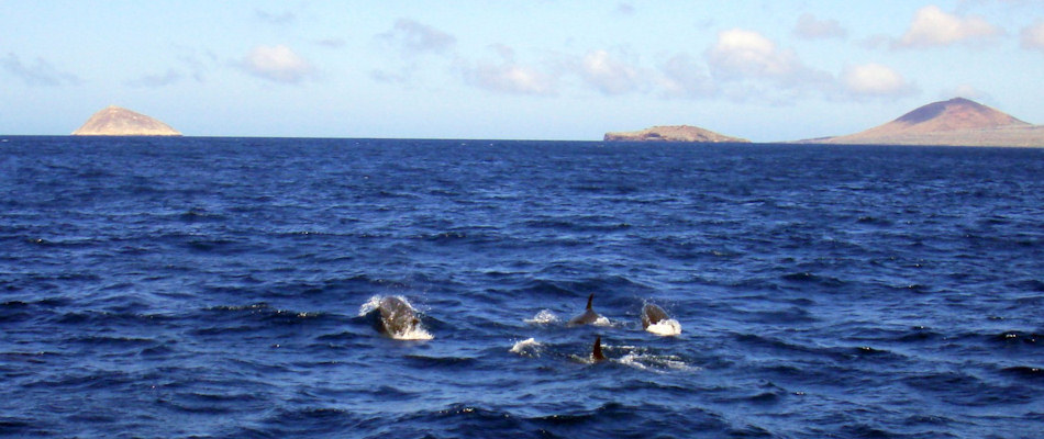 Dolphins