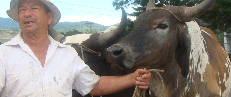 Costa Rican farmers