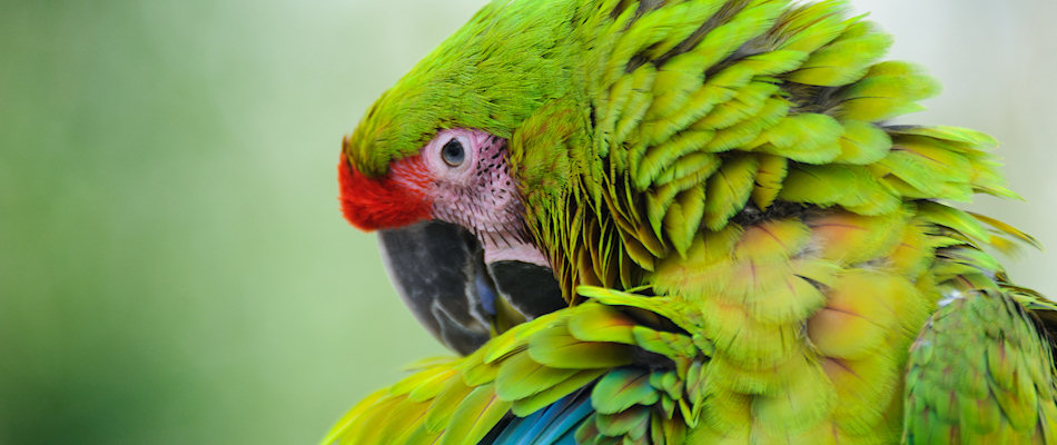 Green Macaw