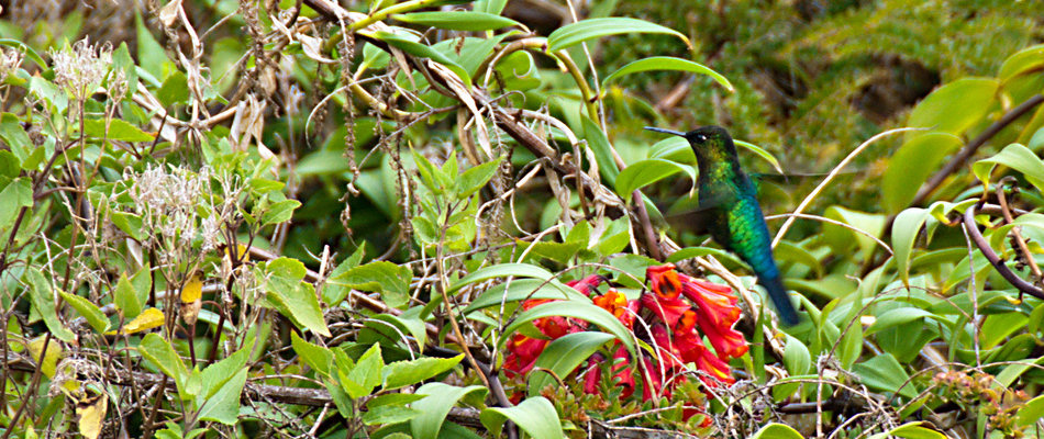 Hummingbird
