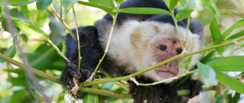 White faced capuchin monkey