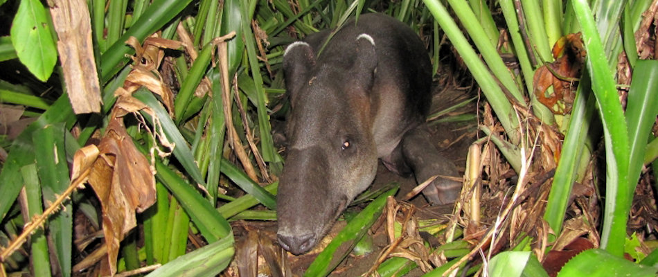 Tapir
