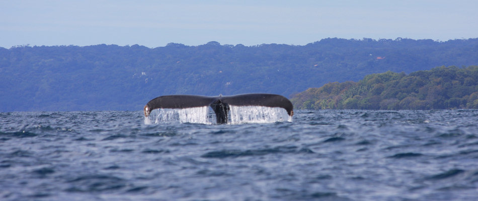 Whale sighting