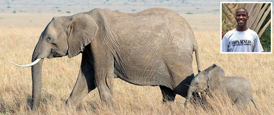 Elephants and (inset) Peter Kiptoo