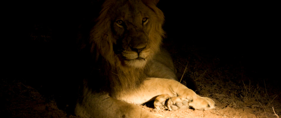 Lion in the spotlight