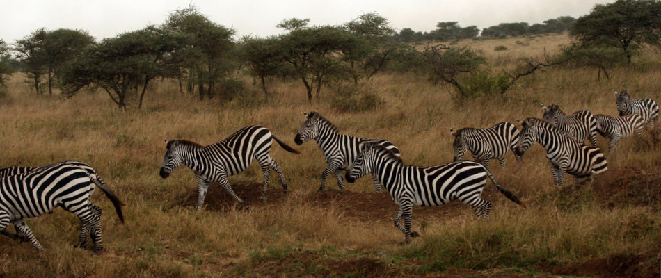 Running zebra