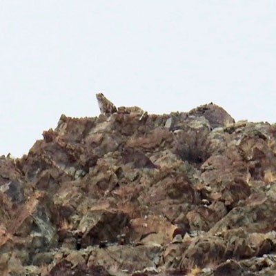 snow leopard