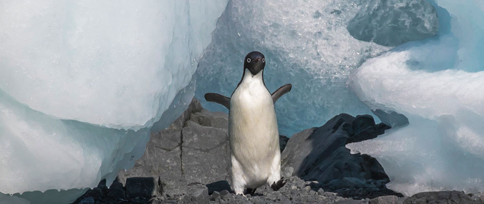 Penguins