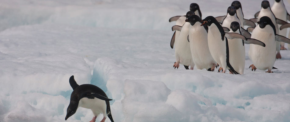 penguins