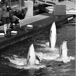 Captive animals