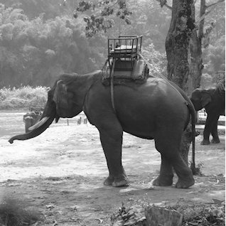 Elephant rides
