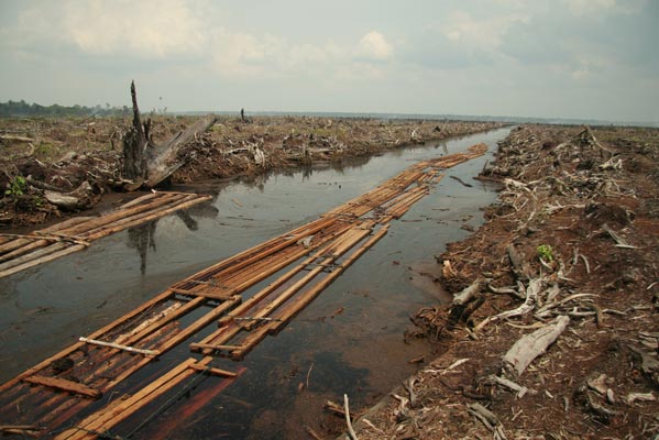Deforestation image by Wakx