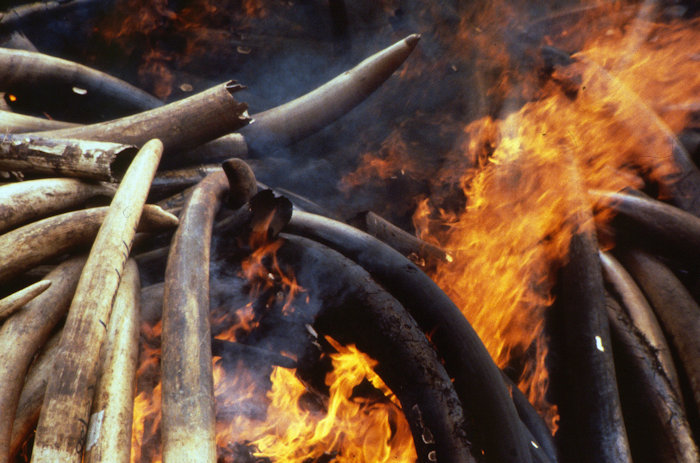 Burning Elephant Ivory