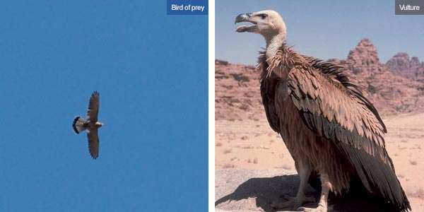 Bird of prey & vulture, Jordan. Photos by Huw J Williams and Visit Jordan