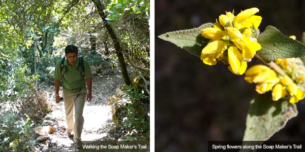 Walking the Soap Makers Trail & Spring flowers, Jordan. Photos by Huw J Williams