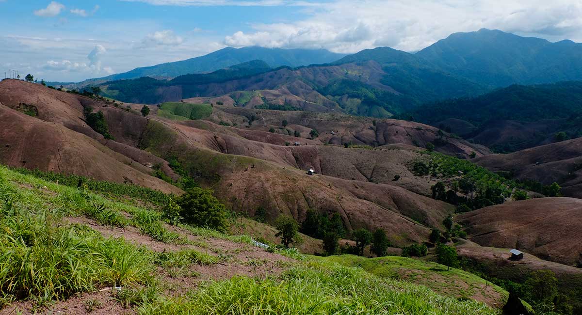 Image of a biodiverse jungle