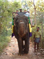 Elephants, Sri lanka vacation