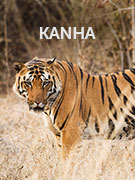 Kanha vacations Kanha vacations